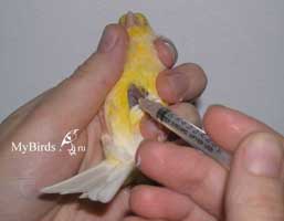 Внутримышечный укол мелкой птице